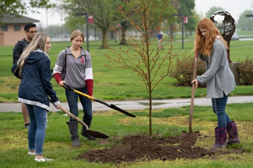 treeplanting5